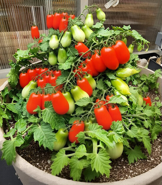 Balkona tomāti “Mini Marzano” (stāds)